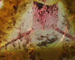 Tourmaline